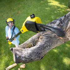 Best Lawn Disease Treatment  in Stratford, WI