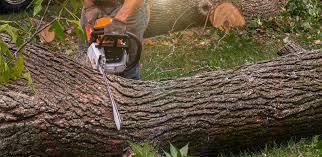 Best Emergency Tree Removal  in Stratford, WI