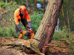 Best Seasonal Cleanup (Spring/Fall)  in Stratford, WI