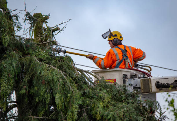 Best Storm Damage Tree Cleanup  in Stratford, WI