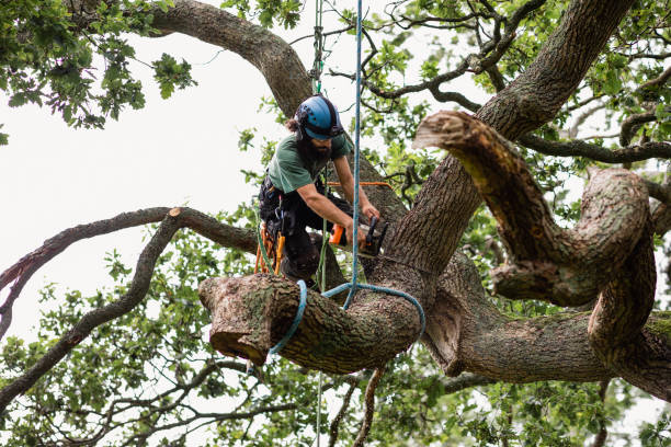 Best Palm Tree Trimming  in Stratford, WI