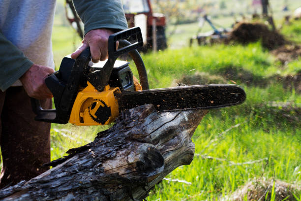 Reliable Stratford, WI Tree Services Solutions