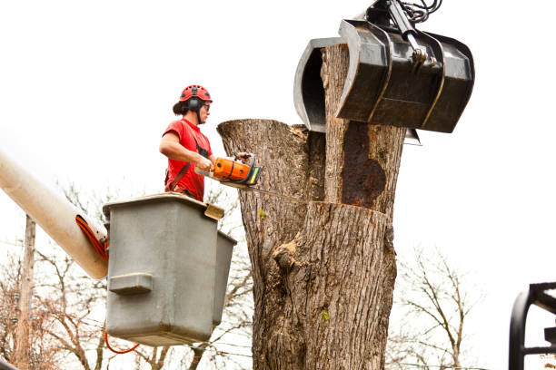 Best Tree Health Inspection  in Stratford, WI